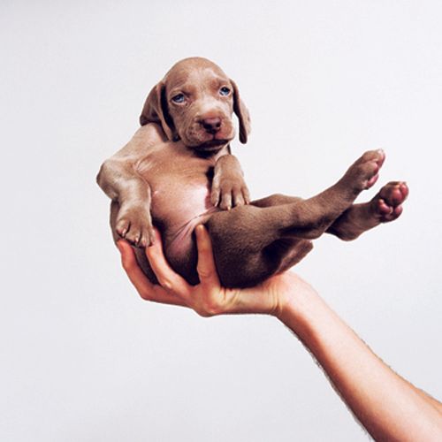 A photograph by artist William Wegman of a Weimaraner puppy lounging in the palm of a person's hand