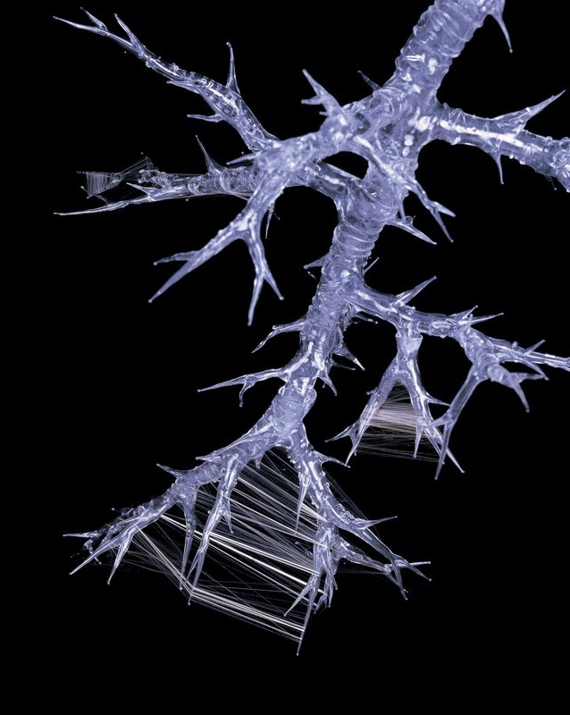 An object documentation of the glass bronchial tree used in Christine Borland’s installation titled “Bullet Proof Breath”